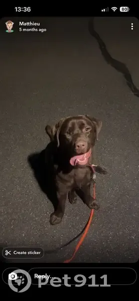 Chien perdu mâle, Chemin des Meronneries, 2, L'Étang-la-Ville - labrador chocolat avec collier rouge - photo