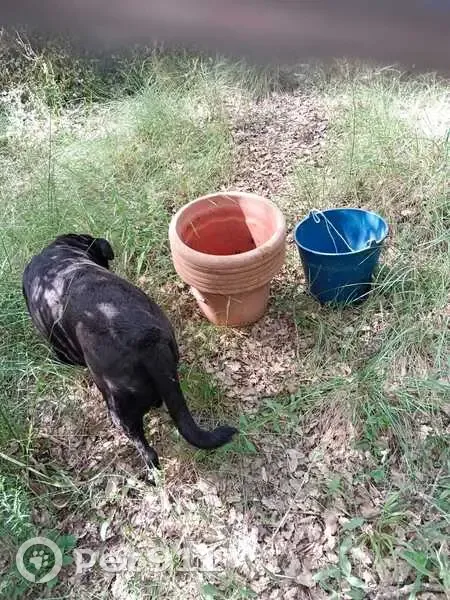 Perdido perro hembra negro, Mollerussa, Cataluña, Lleida - photo