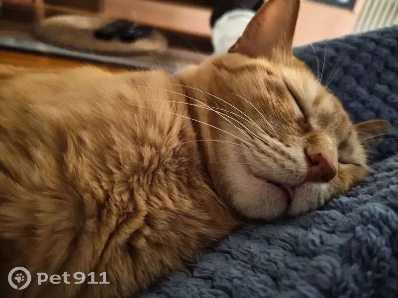 Perdido gato hembra, Calle Emilia Pardo Bazán, 3, Granada - naranja atigrada y asustadiza - photo
