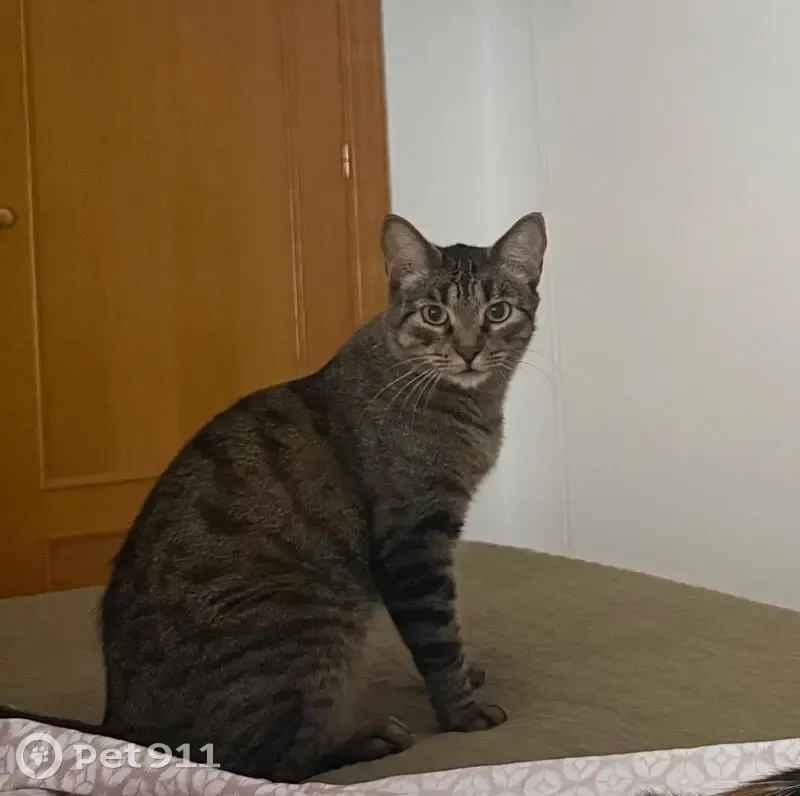 Perdido gato macho, Calle Doctor Benítez, Écija, Sama — atigrado y asustadizo - photo