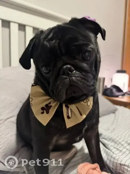 Perdido cachorro macho, Rua Santa Ângela, 1053 - porte pequeno, pelagem preta - photo