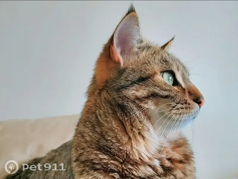 Perdido gato macho en Carrer del Pare Barranco, 36, València, Mislata - gris atigrado, ojos verdosos - photo