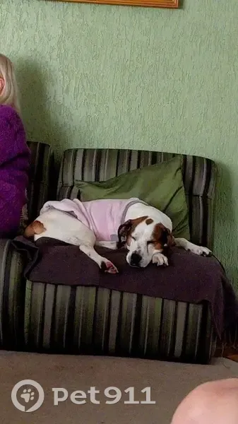 Perdido cachorro fêmea, Rua Brasília, 88 - Jardim Santana, Americana - SP, 13478-580, Brasil - porte médio - photo
