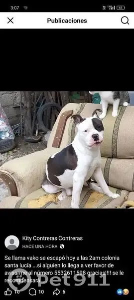 Perro perdido, masculino, Santa Regina, Puebla - blanco con manchas negras y una mancha negra en el ojo izquierdo - photo