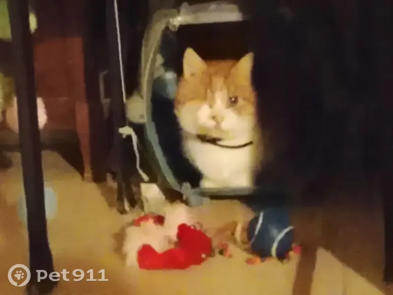 Chat perdu mâle, Résidence Balgentienne, Beaugency - roux et blanc, 13 ans - photo