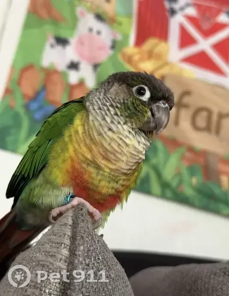 Lost bird, Wellington Road East, 29095, Southfield - Green-cheeked Conure responds to Arcoíris - photo