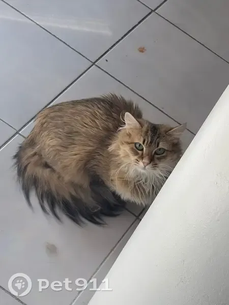 Chat perdu femelle, Rue de Ceux d'Argeliers, 7, Béziers - tigrée noir et marron, yeux verts - photo