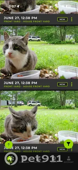 Found cat, Mountain Laurel Drive, Clifford Township, Forest City - gray with white paws and face, green eyes - photo