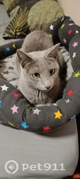 Chat perdu mâle, Rue des Champs Elysées, 25, Toulouse - bleu russe - photo