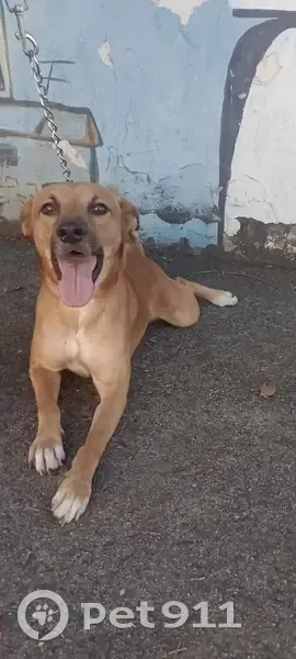 Perdido cachorro macho, Rua Capitão Gouvêia, 350 - porte médio, caramelo claro - photo