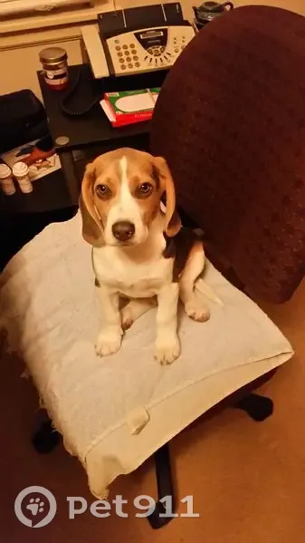 Lost dog, East 117 Street, 8512, Kansas City - male Beagle wearing an orange collar - photo