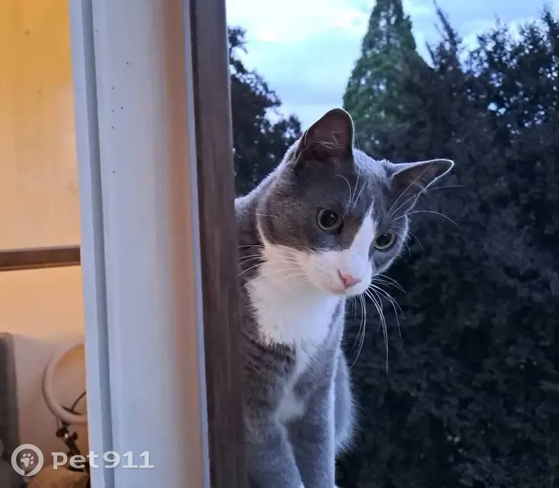 Chat perdu femelle, Rue Blomet, 167, Paris - pelage gris et collier rose - photo