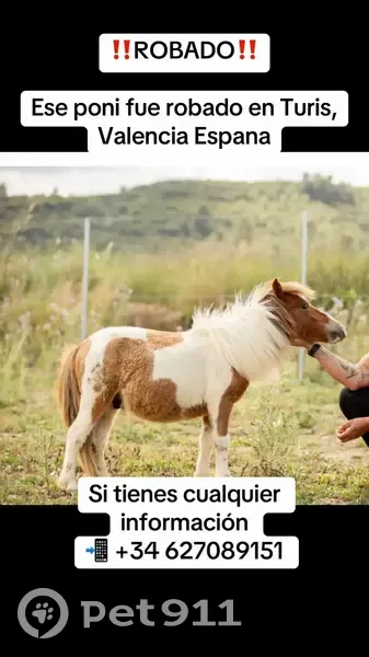Perro perdido macho, Carrer Metge Muñoz, 43, Torís, Torrent - mini shetlander pío - photo