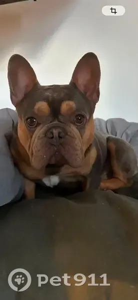 Chien perdu, Rue Etienne Gourmelen, 3, Quimper — mâle bulldog sociable - photo
