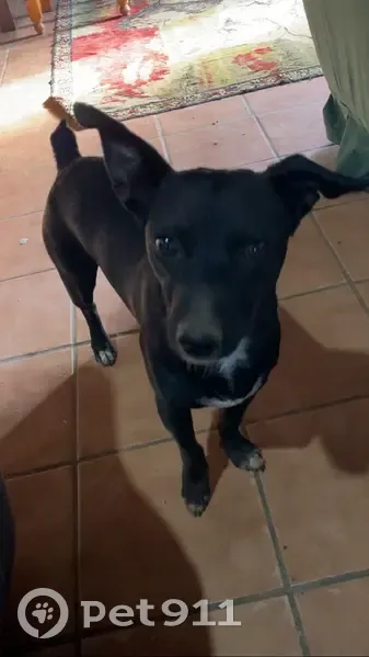 Perro perdido, Rociana del Condado, Andalucía, Madrid - pequeño, negro, pecho blanco, rabo corto - photo