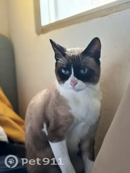 Perdido gato macho, Calle San Elías, Las Lagunas de Mijas, Madrid - Snowshoe de 4 años, castrado - photo