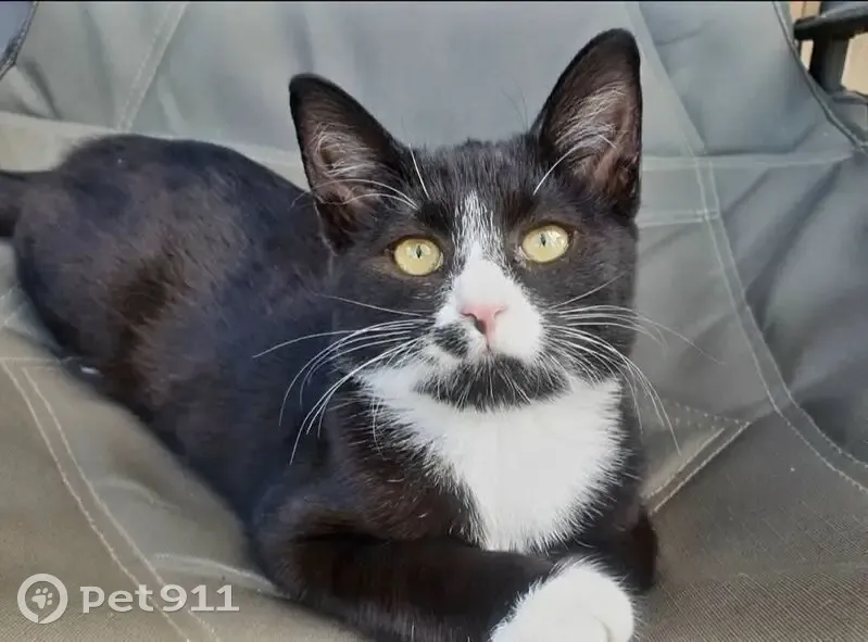Lost cat, female, Mosega Street, 21, Secunda, Secunda — black and white tuxedo with golden/yellow eyes - photo
