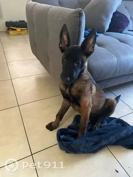 Perdido perro macho, Sexta, 2700A, Mexicali - cachorro juguetón y travieso - photo