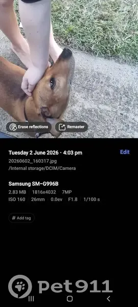 Lost dog, Schroder Street, 29, Laidley - photo