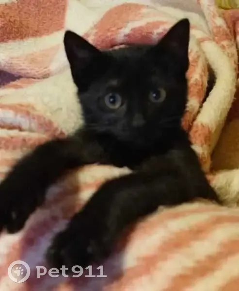 Perdido gato hembra, San Pedro de la Ramallosa, 36370 Nigrán, Pontevedra, España, Madrid - pequeña y asustadiza - photo
