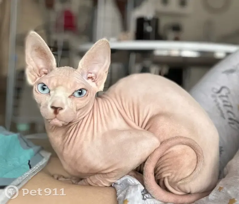 Chat perdu, Rue de Dijon, Chevigny-Saint-Sauveur - femelle sphynx très gentille - photo