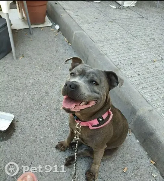 Perdido perro hembra, Partida Heredades, 29A, Pinar de Chamartin — muy pequeña y muy amistosa - photo