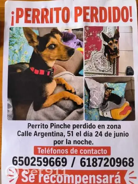 Perdido perro masculino, Carrer Argentina, 51, Guardamar del Segura, Granada - mestizo macho de pinscher con chip - photo