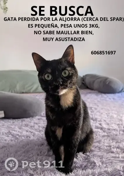 Perdido gato hembra, Calle Conciliación, 38, La Aljorra, Torre-Pacheco — pequeña, muy asustadiza - photo