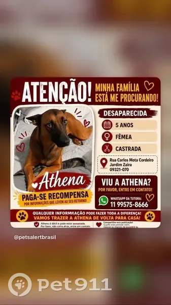 Perdido cachorro fêmea, Rua Carlos Mota Cordeiro, São Paulo - photo