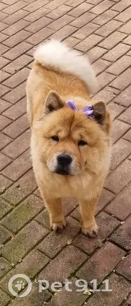 Lost dog, Peggy Vera Road, Riverlea - brown Chow Chow male - photo