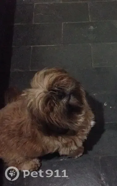 Perdido cachorro fêmea, Rua Cândido Portinari, 392 — caramelo, focinho preto, 13 anos - photo