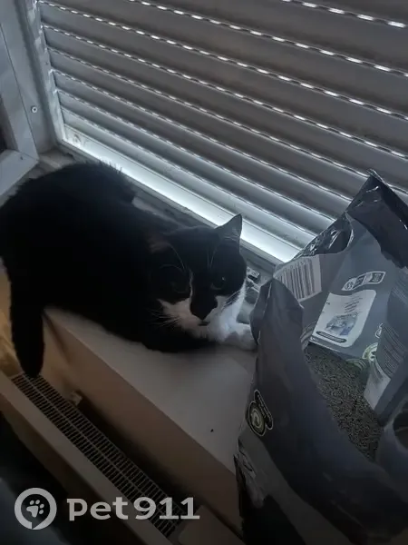 Chat perdu mâle, Rue Rabelais, 27, Lille - noir et blanc, patte un peu de biais - photo