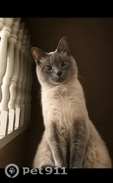 Chat perdu mâle, Rue de l'Épine, 42, Tourcoing - blanc gris, yeux bleus - photo