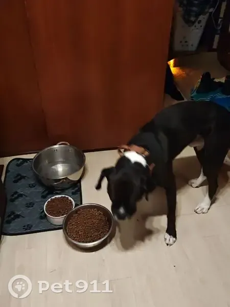 Lost dog, 9th Street, San Leon, Dickinson - male, black with white paws - photo