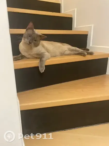 Chat perdu mâle, Gargenville, Paris – gris et blanc, Siamois - photo