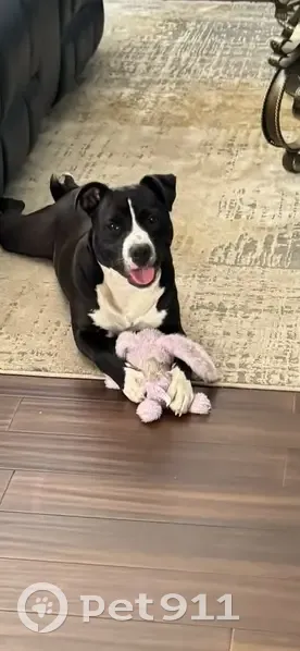 Lost dog, Chase Street, 5245, Merrillville - male, black and white with a red collar - photo