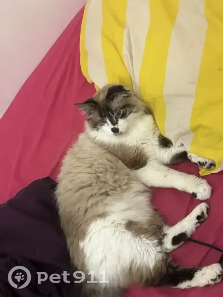 Chat perdu, Chemin Desvallières, Ville-d'Avray - femelle tricolore avec un œil en moins - photo