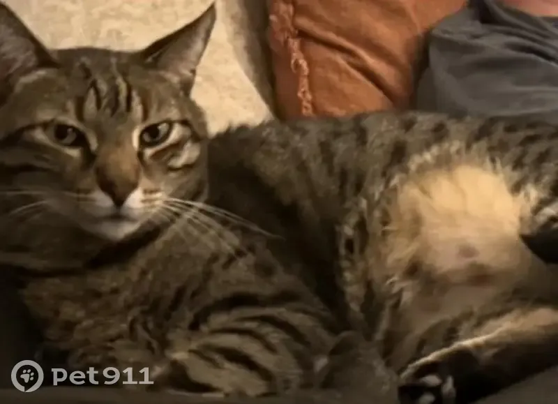 Lost cat, Old Keene Mill Road, 8607, West Springfield - male tabby, microchipped - photo
