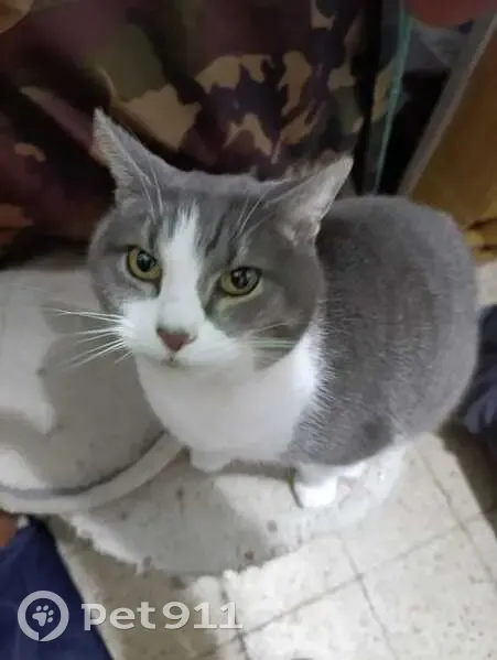 Perdido gato masculino, Carretera del Carmel, 108, Valencia - con collar café antipulgas - photo