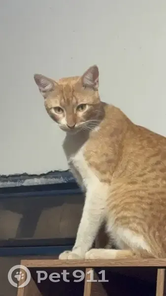 Perdido gato macho, Rua Guanambi, Luís Eduardo Magalhães - olhos laranjas e pata branca - photo