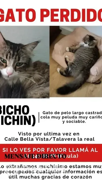 Gato perdido macho, Calle Bellavista, 15, Guadajira, Badajoz - esterilizado y cariñoso - photo