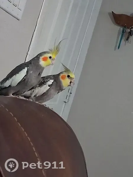 Lost bird, male, Watson Drive, 5019, Dallas - leg band - photo