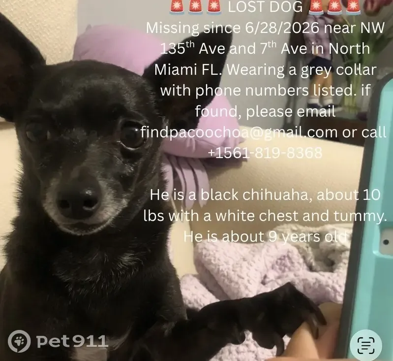 Lost dog, Northwest 10th Avenue, 12935, North Miami - male Chihuahua with grey collar - photo