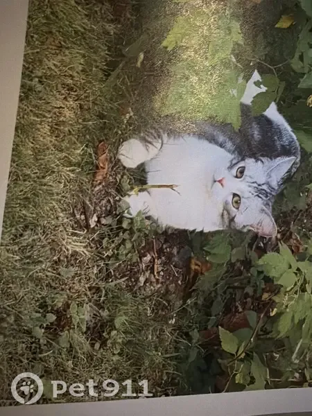 Chat perdu femelle, Rue Gounod, 8, Champigny-sur-Marne - petite chatte grise et blanche - photo