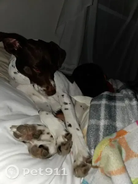 Lost dog, North Kokomo Avenue, 809, Derby - female with a purple collar - photo