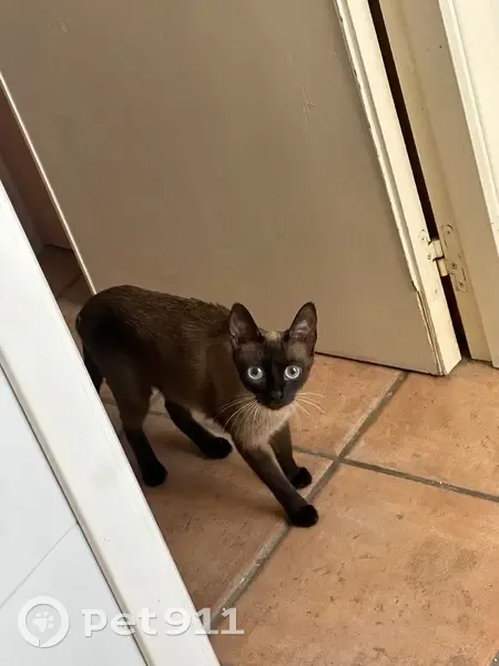 Encontrado gato hembra, Avinguda Oscar Espla, Alacant, Pozuelo de Alarcón - menos de un año - photo