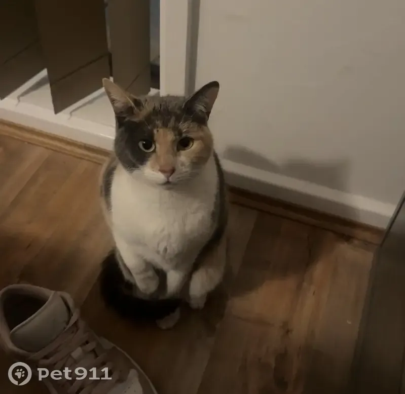 Lost cat female, Pandora Court, 8, Tea Tree Gully, Para Hills - petite calico/tortoiseshell - photo