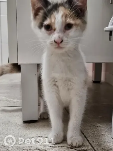 Found cat, Pringle Road, 2, Quakers Hill — female, white, very small, chubby belly - photo
