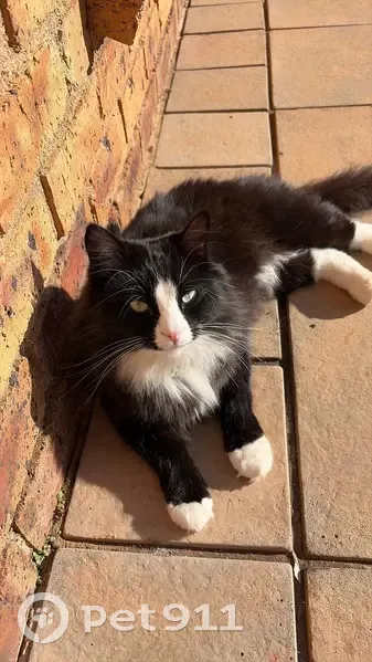 Lost cat, Benoni, Gauteng — male, black and white, green eyes - photo