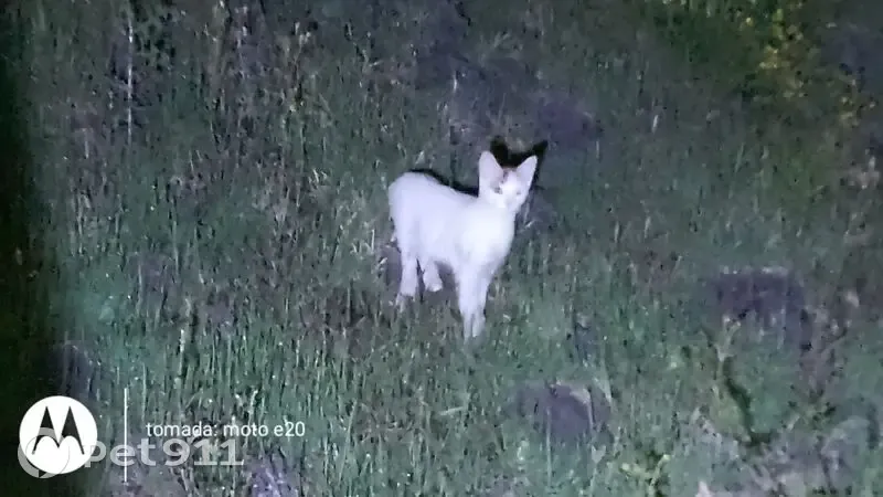 Gato encontrado, Mezquite, 5, San Juan del Rio - blanco con manchitas cafés y beige - photo